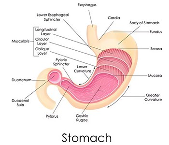 Recăderi ale bolilor gastrice?